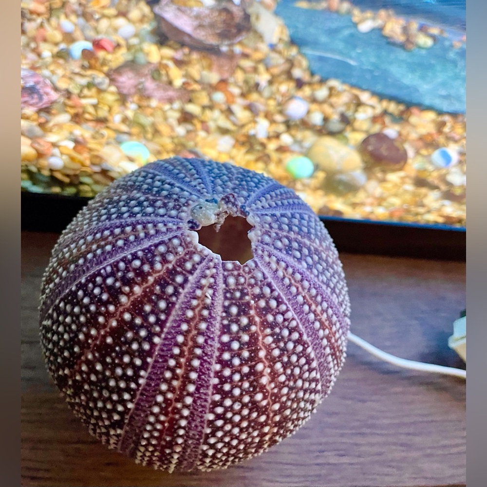 Unique Seashell Light Table Mantle Shelf Lamp Beachy Nightlight Ocean Shell - Picture 12 of 13